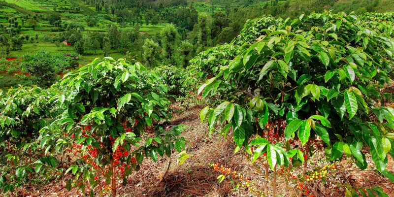 Đất Bazan thích hợp trồng cà phê - Đất nông nghiệp Đà Lạt