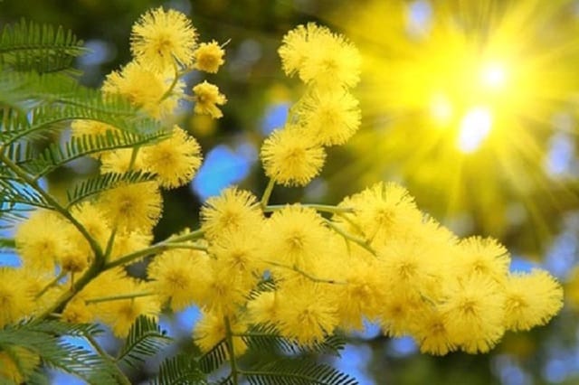 Hoa Mimosa - Bán đất đèo Mimosa Đà Lạt