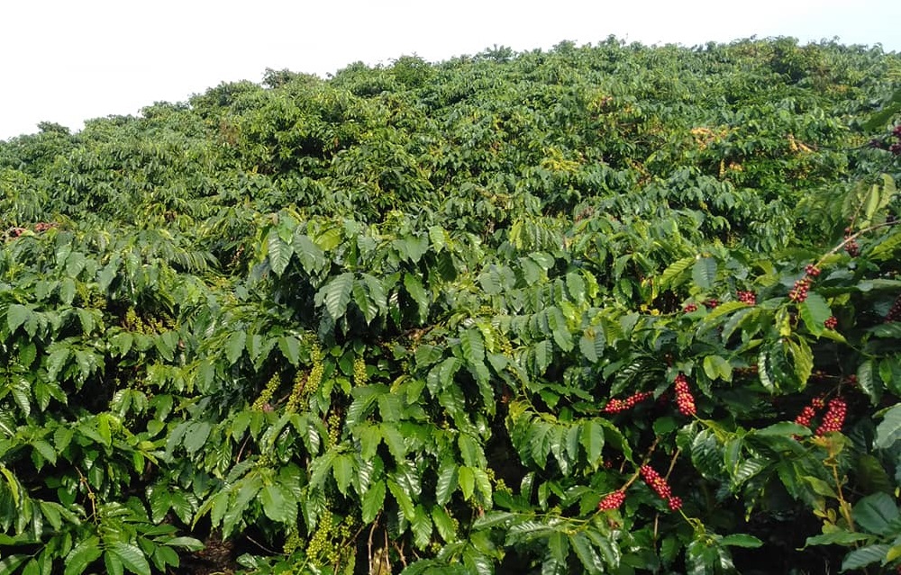 Bán 1,3 ha đất đồi Bảo Lộc đang trồng cà phê và cây ăn trái