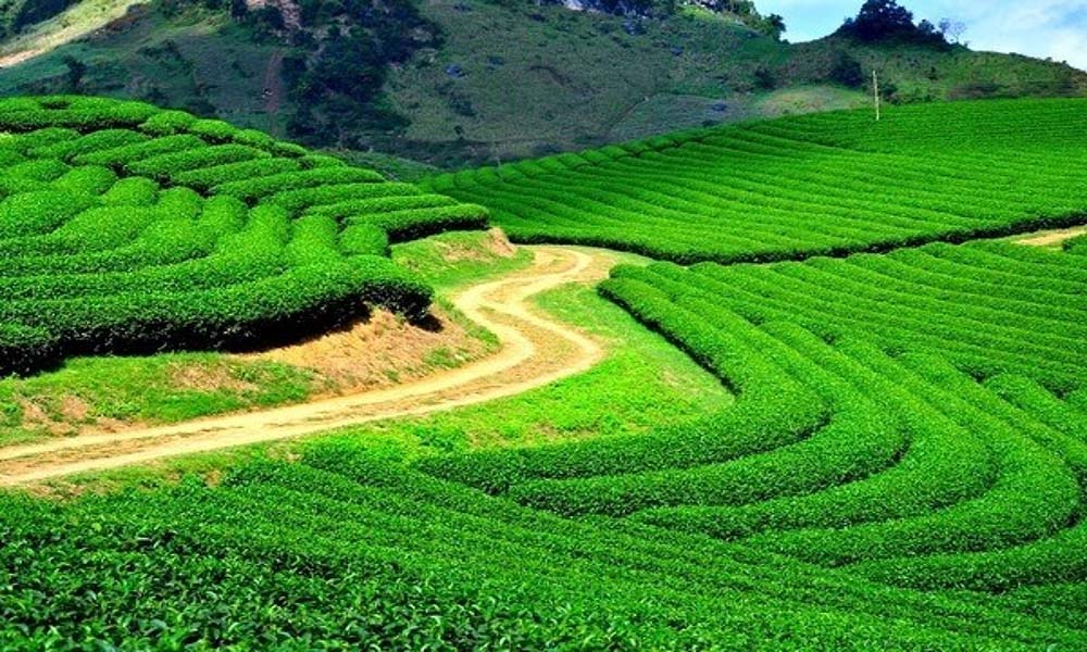 Bán đất Bảo Lộc - Vùng đất nổi tiếng về Trà
