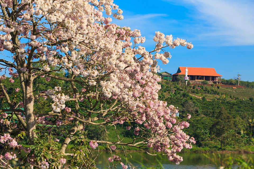 Hoa kèn hồng - Quy hoạch Hồ Nam Phương Bảo Lộc