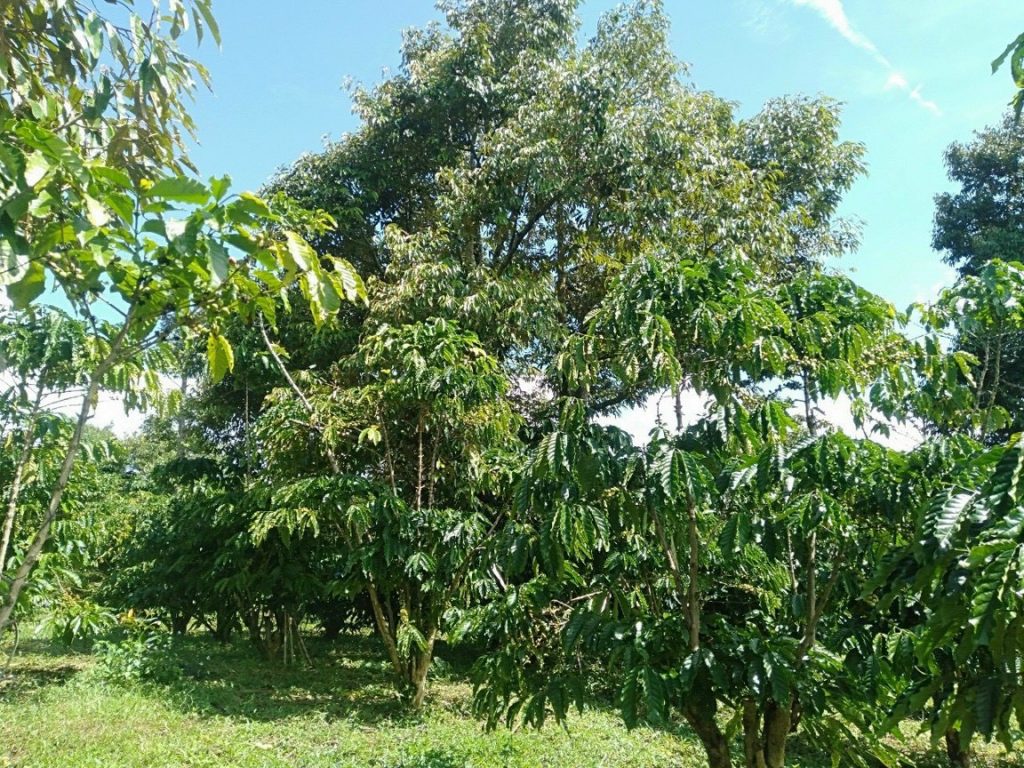 Chủ cần bán 2,3 ha vườn cây ăn trái Lộc Nga Bảo Lộc