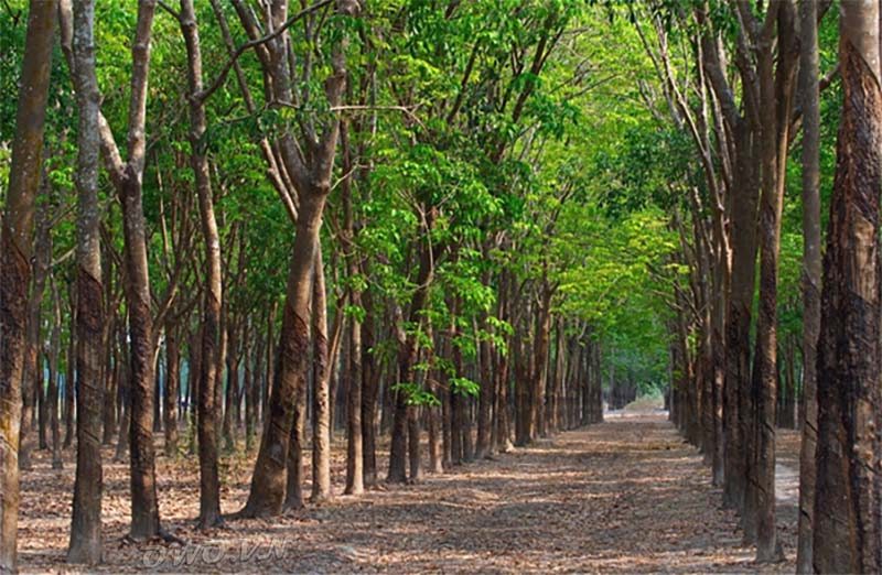 Bán đất vườn Bình Phước thu hút đầu tư