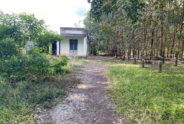 Mua đất rẫy Bình Phước tại huyện Đồng Phú