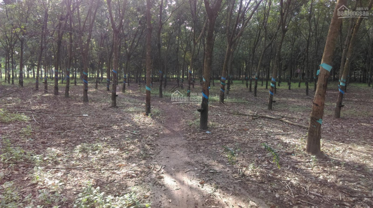 Bán đất rẫy Bình Phước trồng cao su tại xã Thuận Phú, Đồng Phú